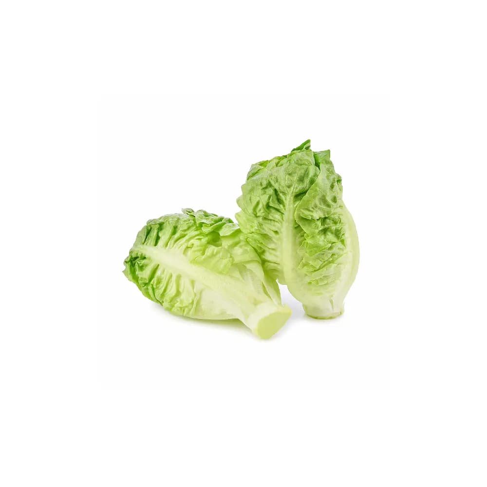 خس طازج – ربطة