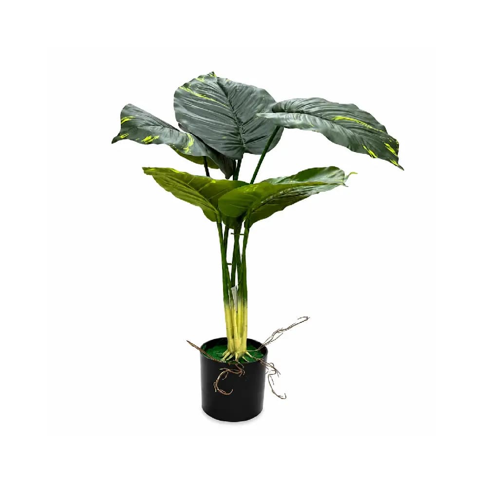 شجر مركن SG-04775