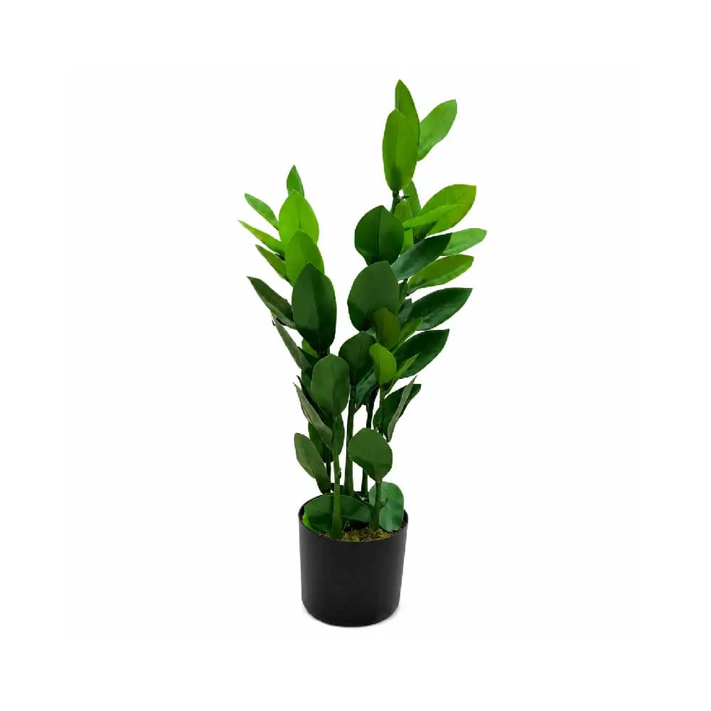 شجر رقم SG-04621